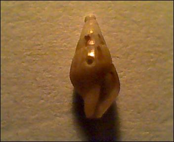 Mitrella scripta?